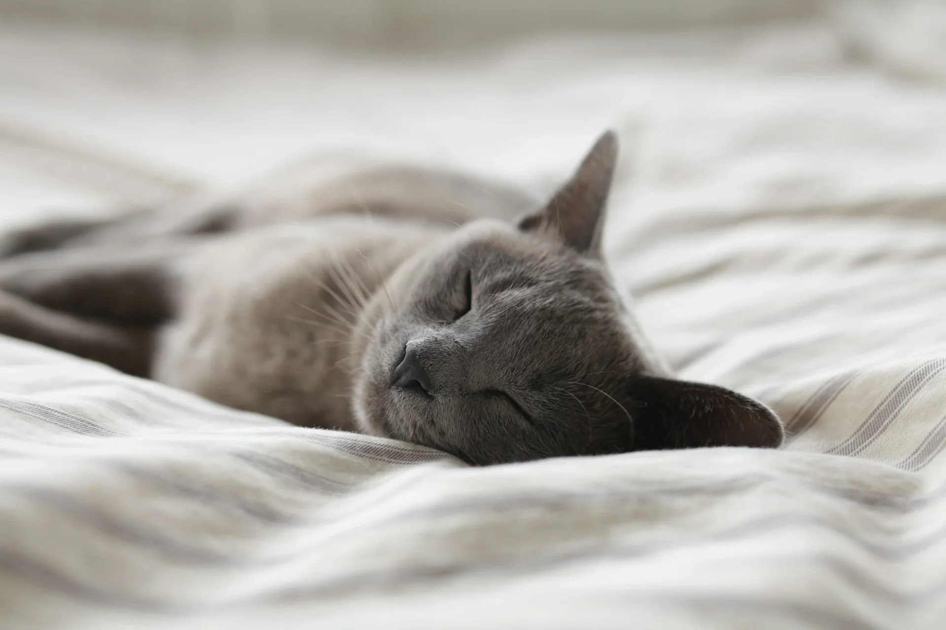 Die besten Schmerzmittel für Katzen