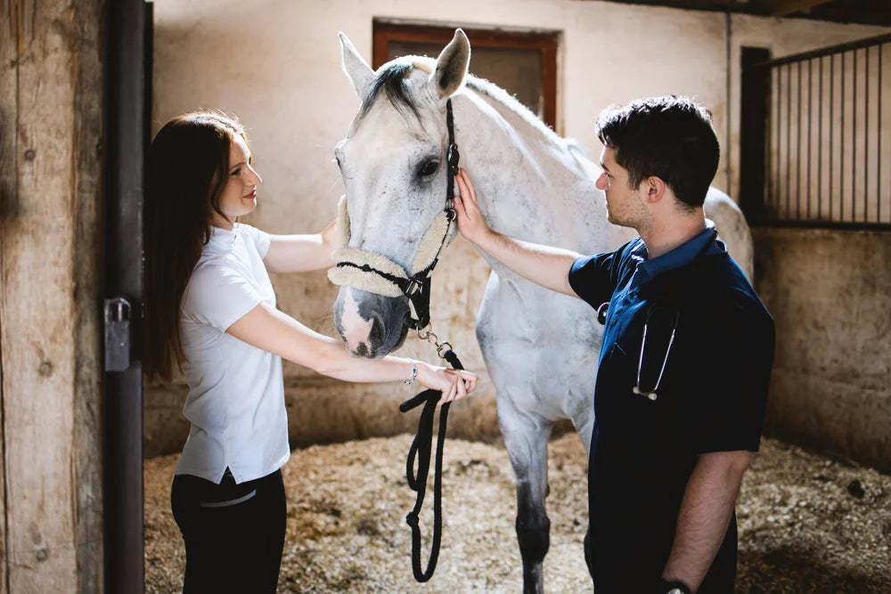 Wie Du Equines Sarkoid beim Pferd behandeln kannst