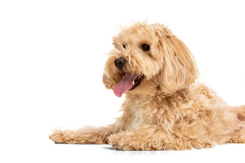 Die 6 besten rezeptfreien Schmerzmittel für Hunde