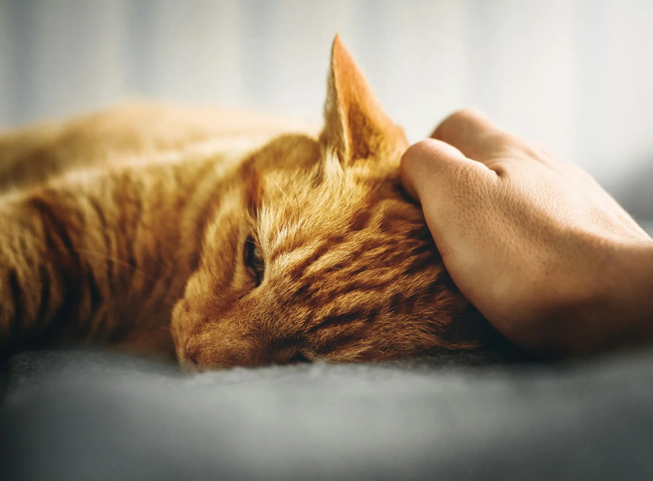 Depression bei Katzen behandeln