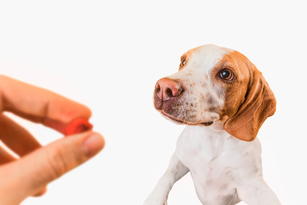 Die besten Beruhigungsmittel für Hunde