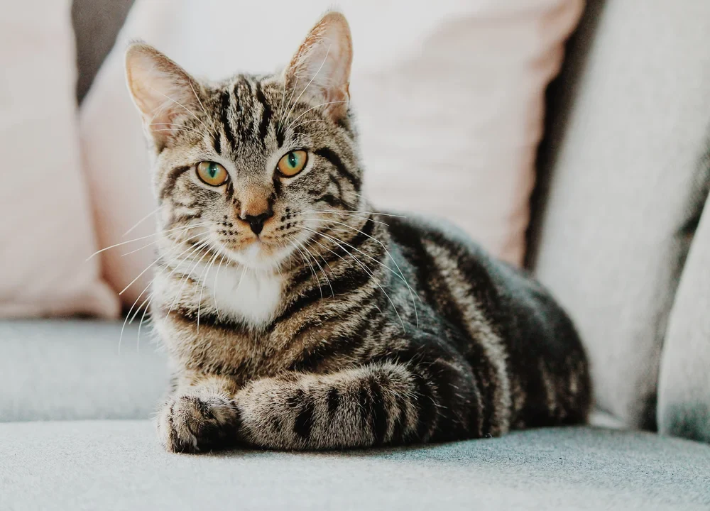 Pankreatitis bei der Katze natürlich behandeln