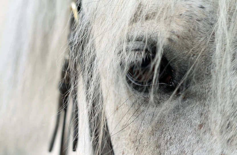 Depression beim Pferd behandeln – die besten Tipps