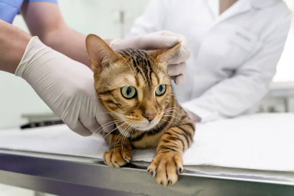 Kann Epilepsie bei Katzen durch Stress ausgelöst werden?
