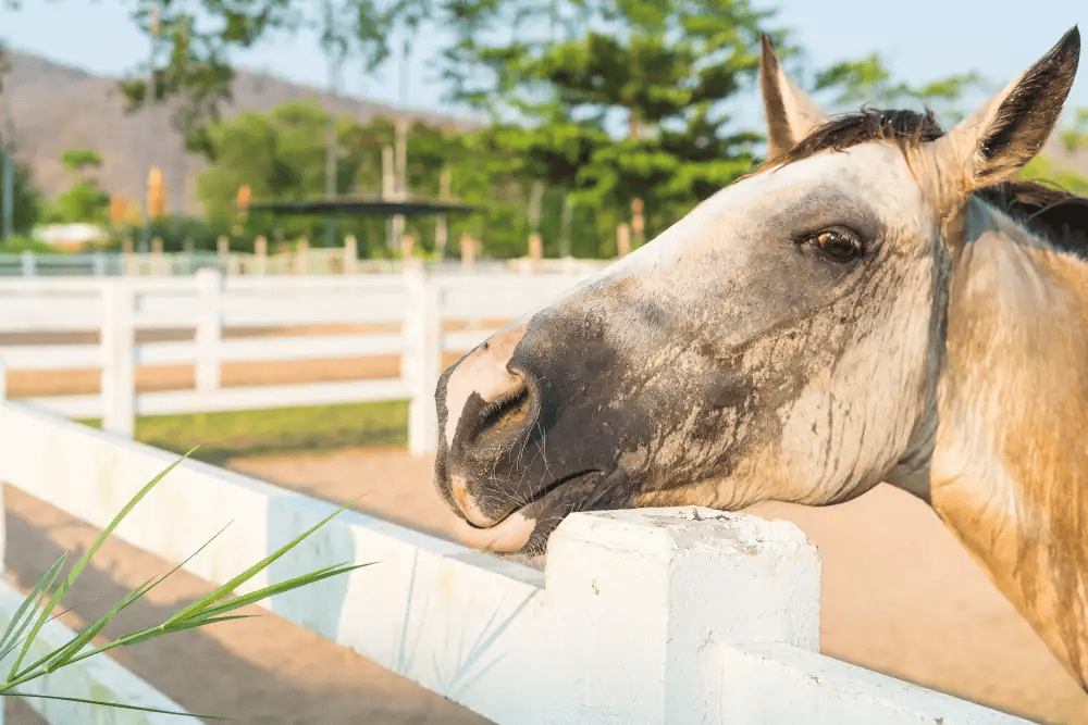 Nesselfieber (Urtikaria) beim Pferd – Ursachen und Behandlung