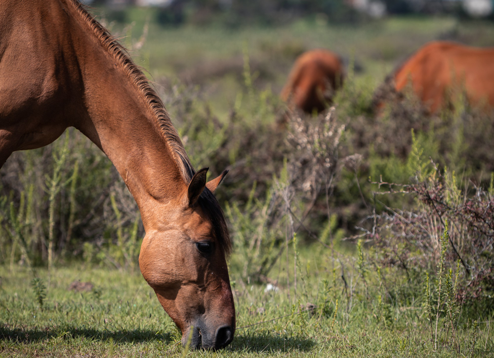 Pferd frisst auf Weide
