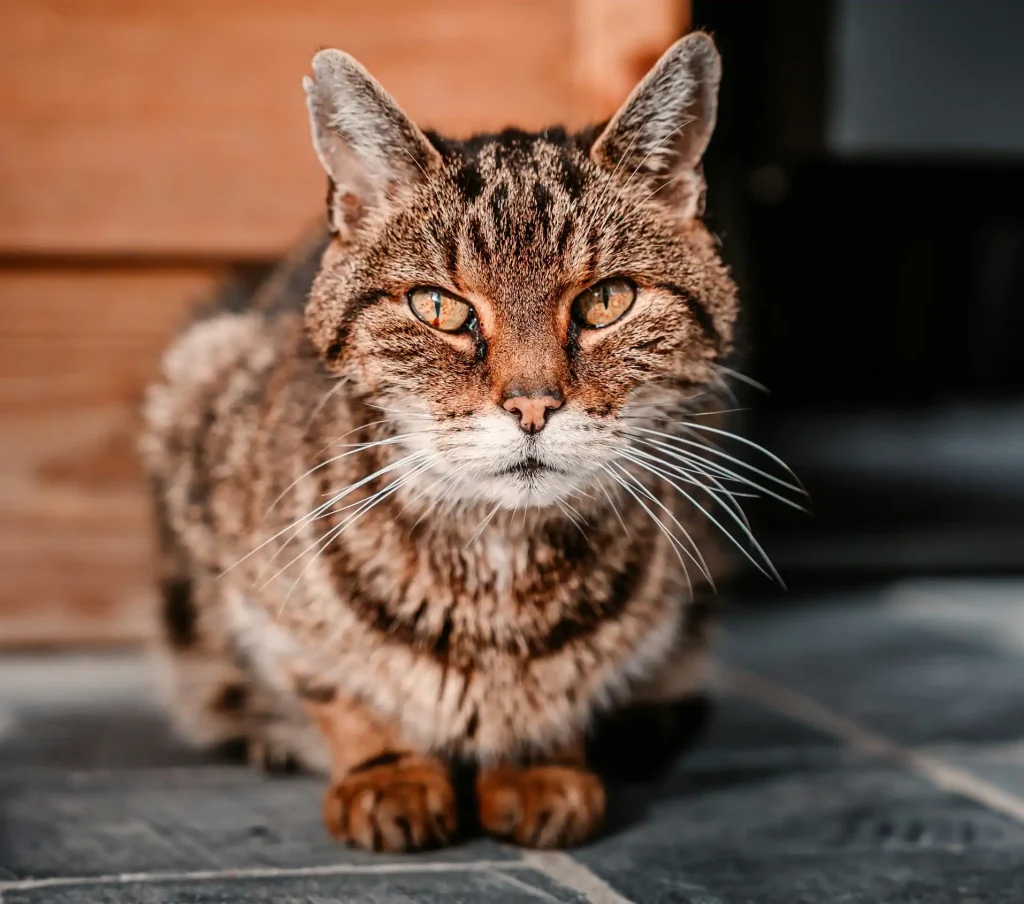 Alte Katze mit Krebs im Endstadium