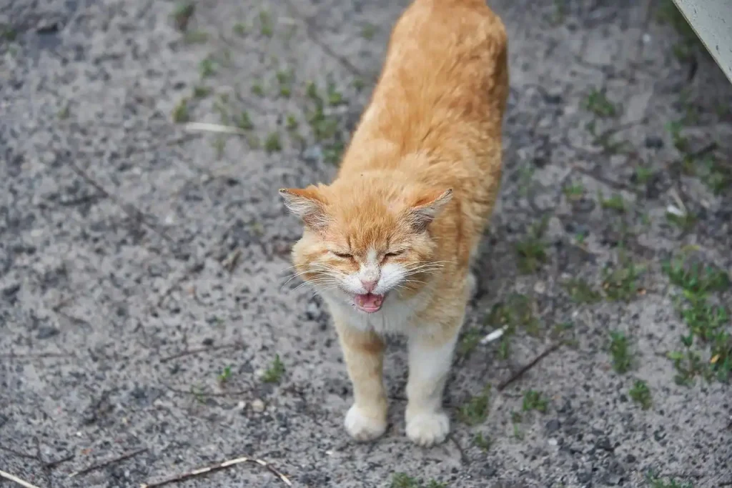 Krebskranke Katze mit Schmerzen