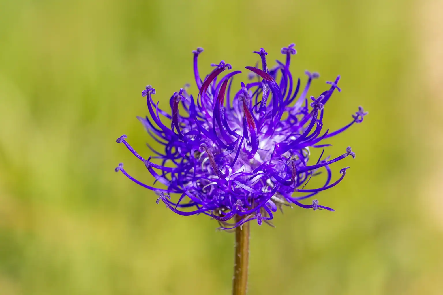 Blüte einer Teufelskralle