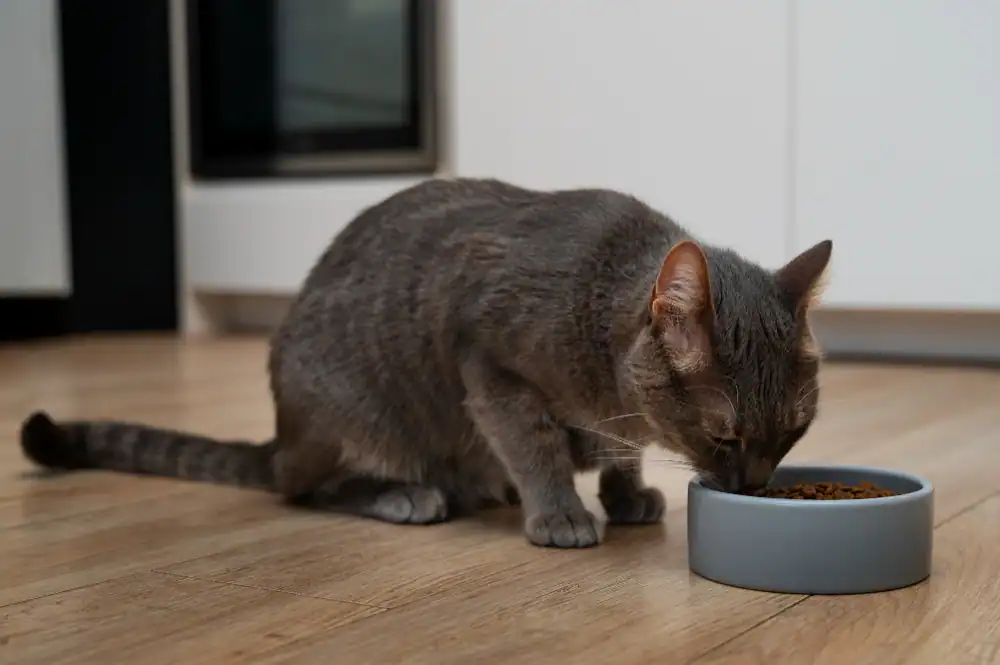 Katze frisst gesundes Futter zur Krebsvorbeugung