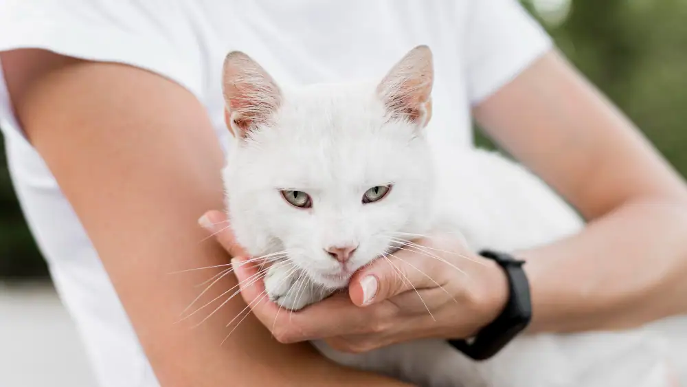 Krebskranke Katze wird gepflegt