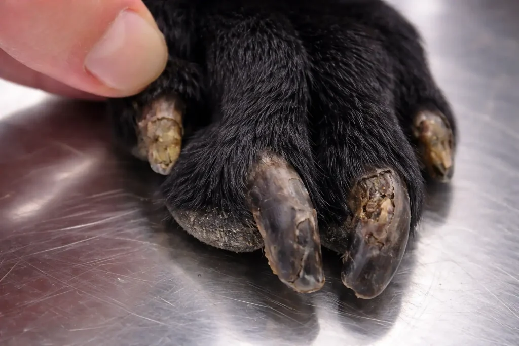 Hundepfote mit brüchigen Krallen