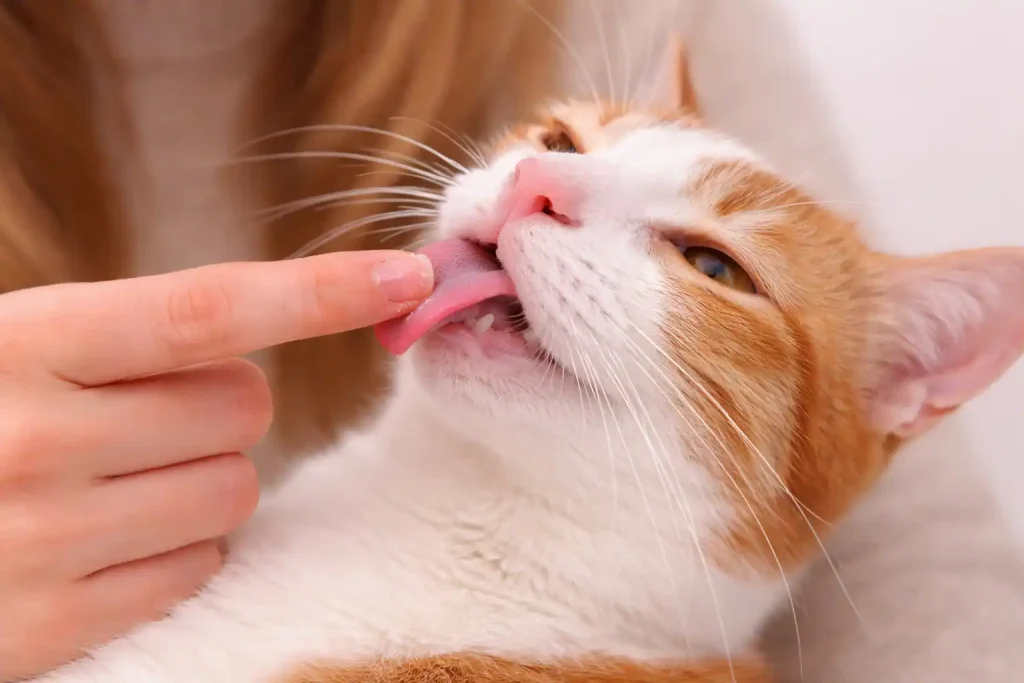 Katze mit Kinnakne bekommt homöopathische Globuli