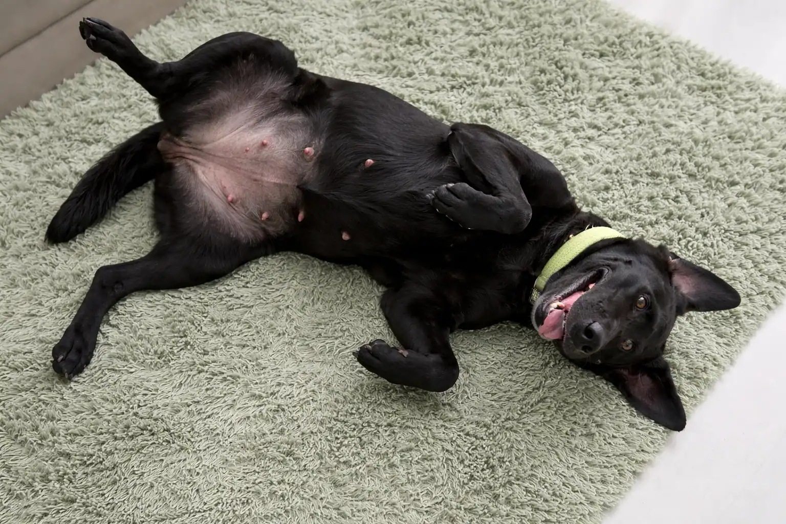 Hündin mit Scheinträchtigkeit