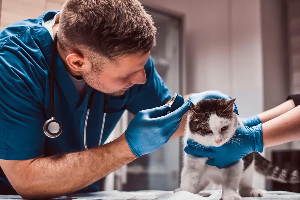 Katze mit Allergie wird von homöopathischem Tierarzt untersucht