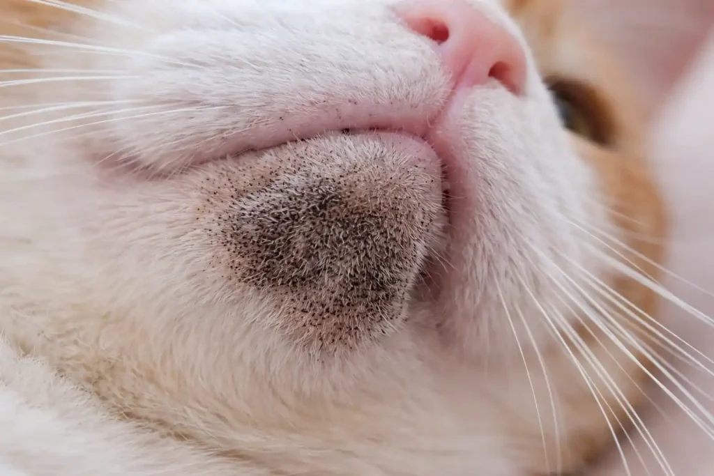 Foto einer Katze mit Kinnakne