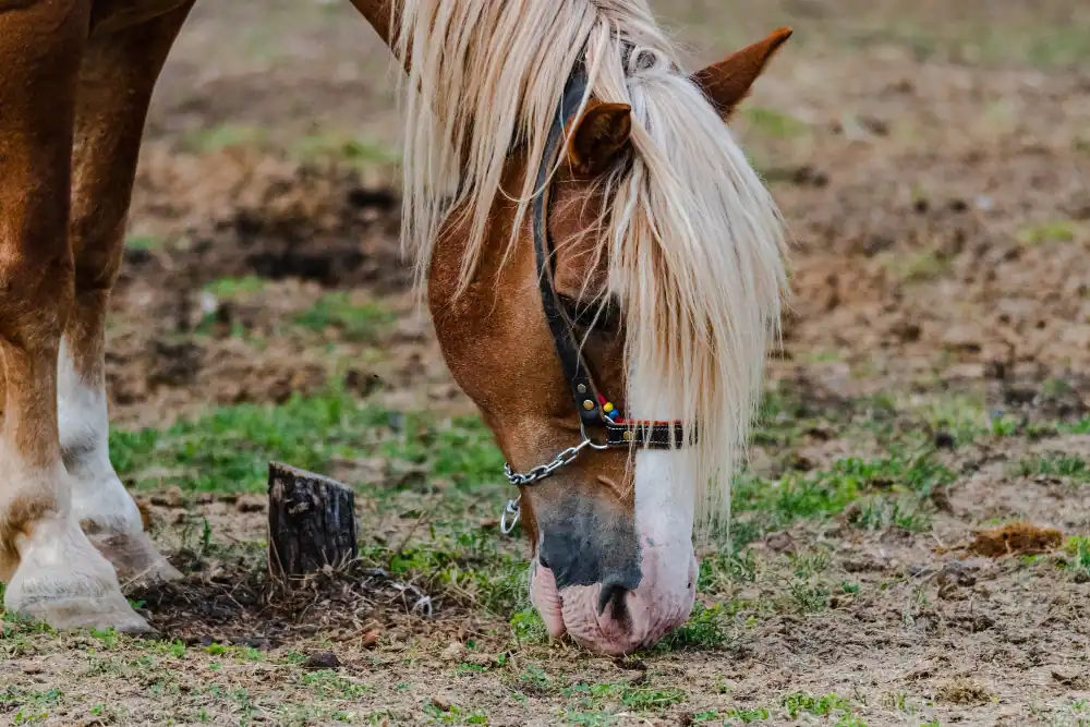 Pferd frisst entspannt Heu vom Boden