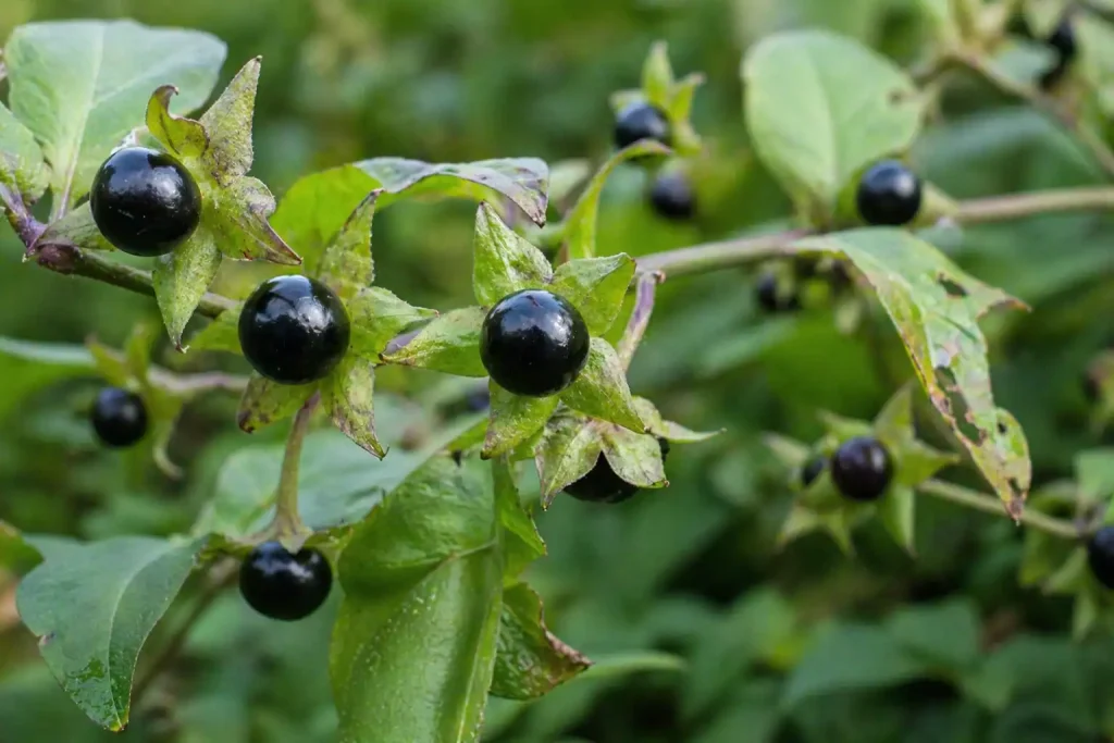 Belladonna Tollkirschen