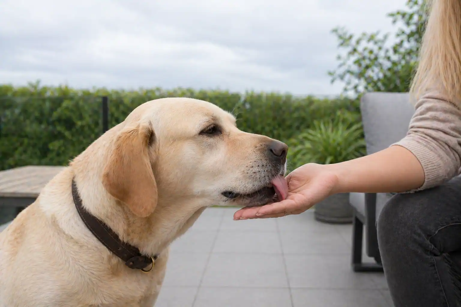 Frau gibt Hund Homöopathie gegen Gewitterangst