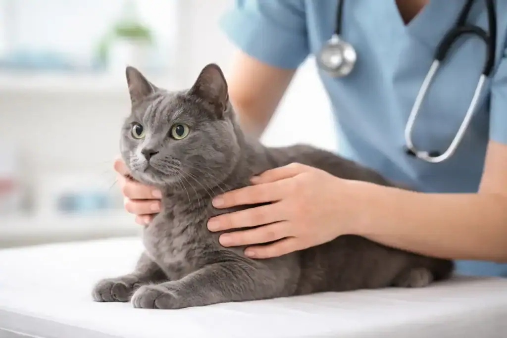 Graue Katze beim Tierarzt