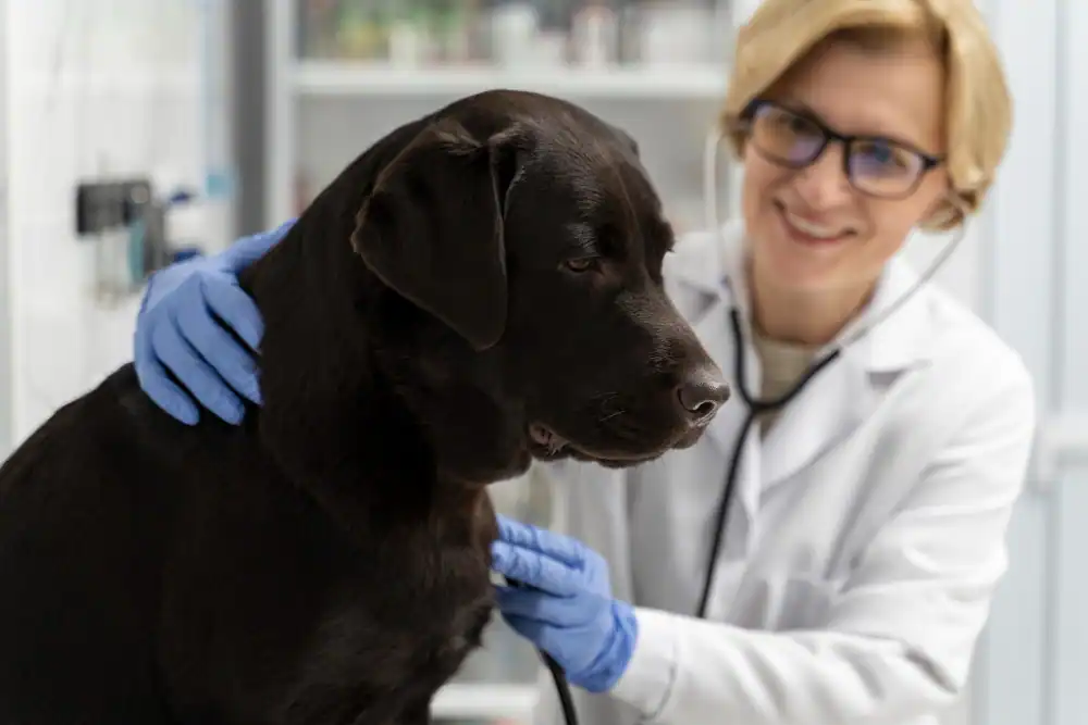 Hund bei Tierärztin
