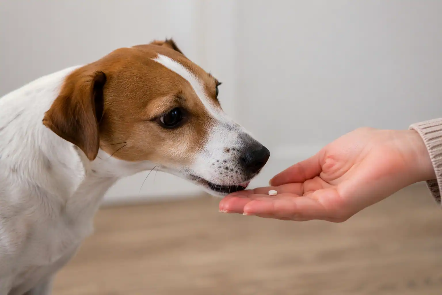Hund bekommt Silicea Globuli