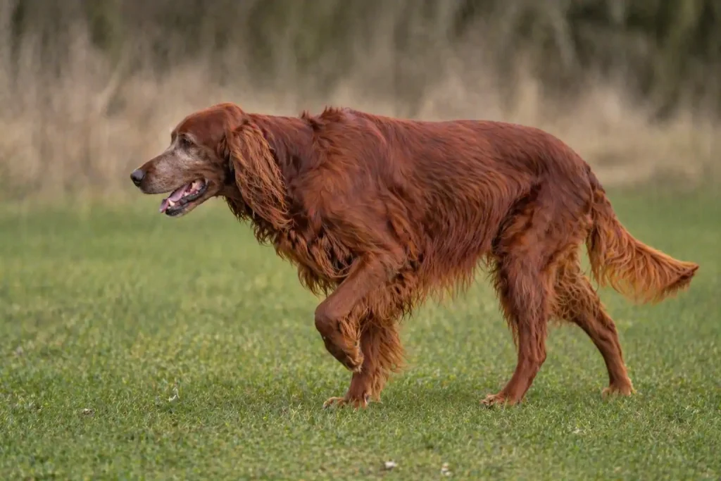 Hund humpelt auf Wiese