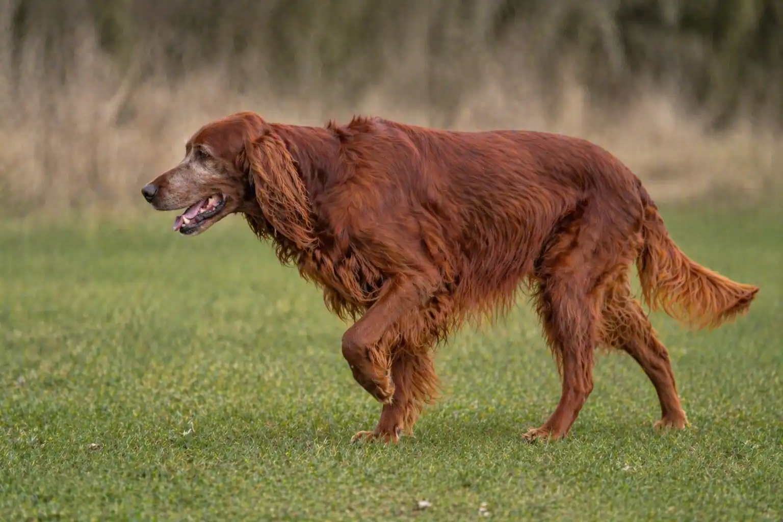 Hund humpelt auf Wiese