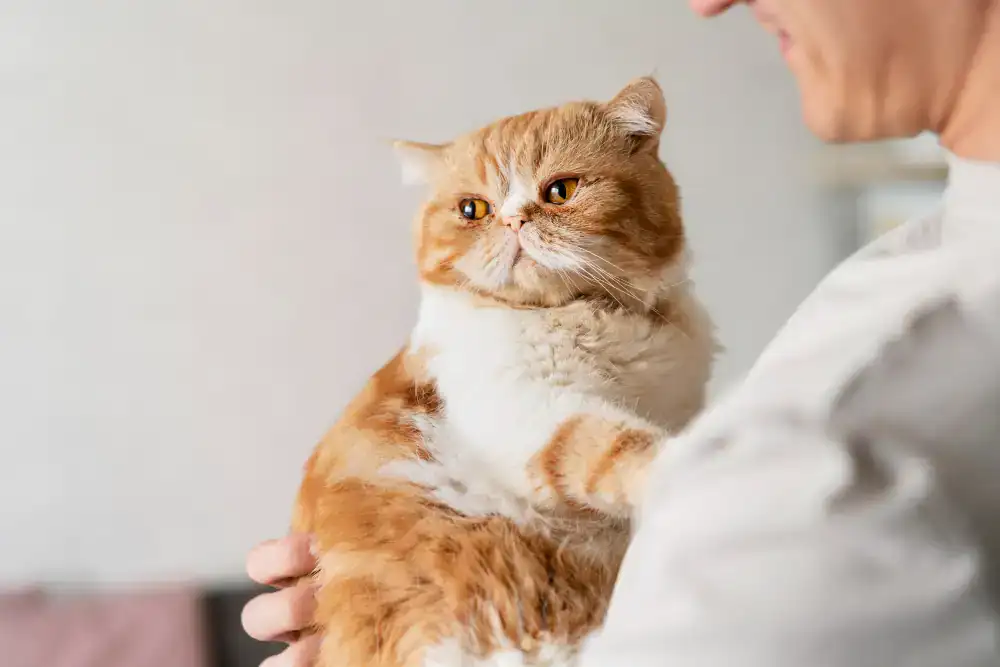 Orange weiße Katze wird von Besitzer gehalten