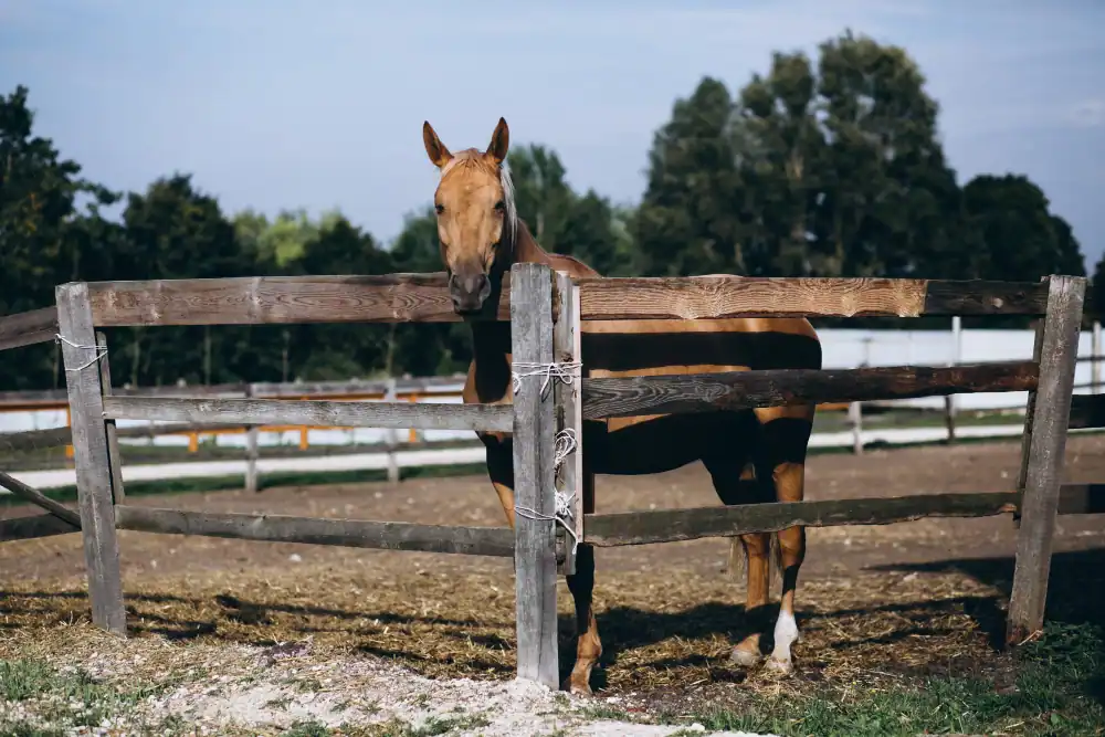 Pferd steht in Paddock