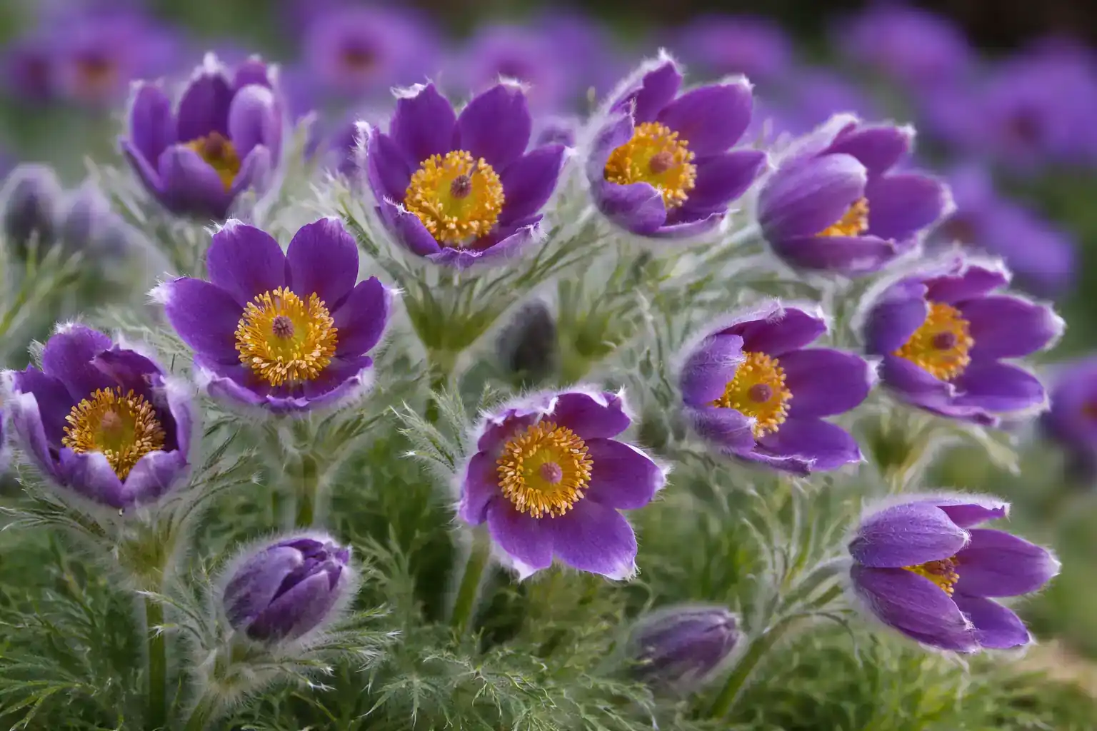 Pulsatilla Blüten
