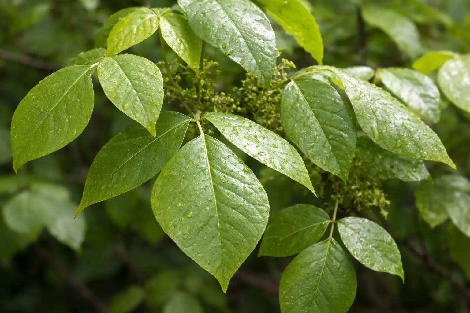 Rhus toxicodendron Pflanze