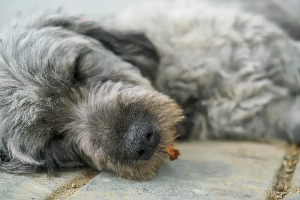 Eingeschläferter Hund