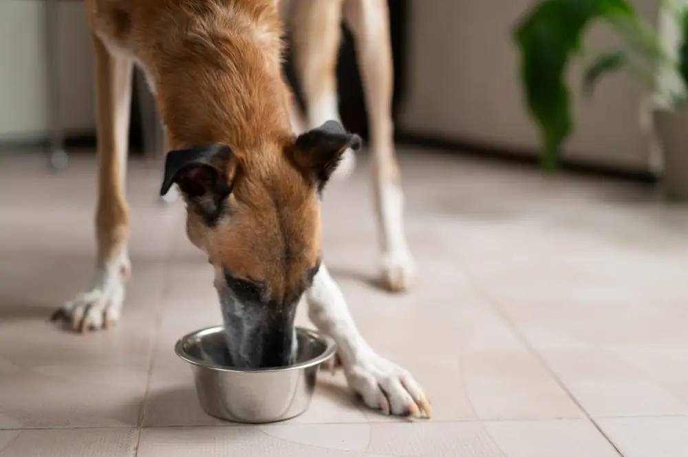 Hund frisst dosiertes Previcox mit Futter