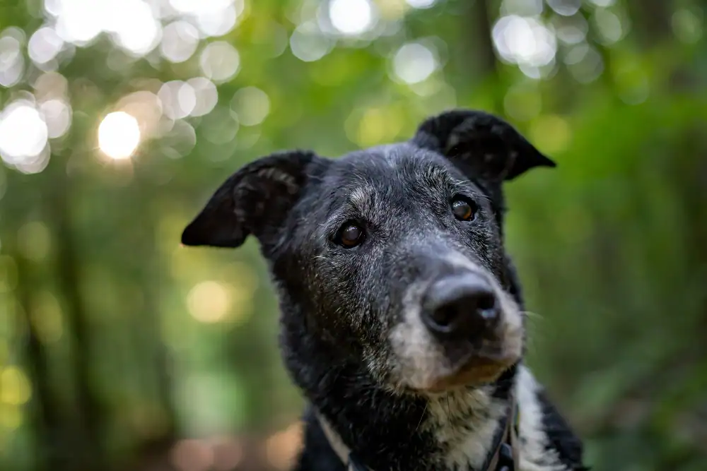 Hund mit Demenz, der eingeschläfert werden soll