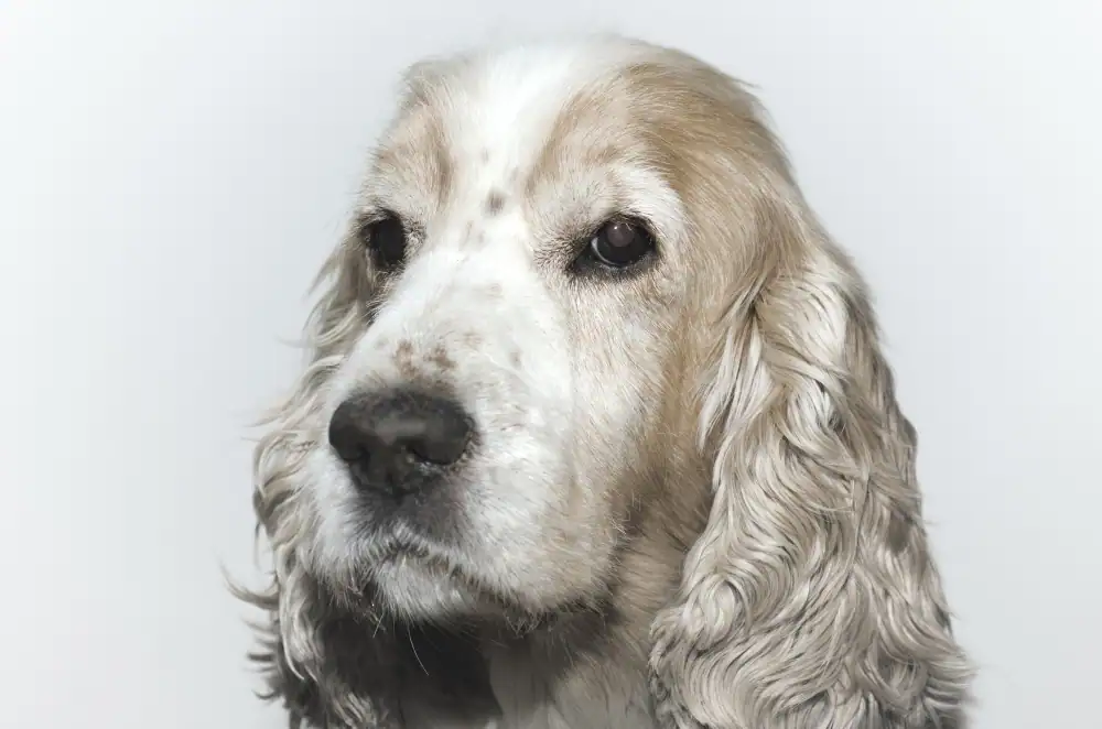 Hund mit Demenz