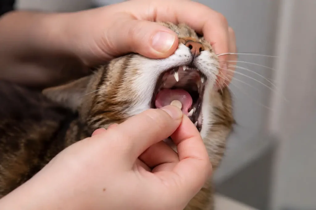 Katze bekommt Sedalin Tablette ins Maul