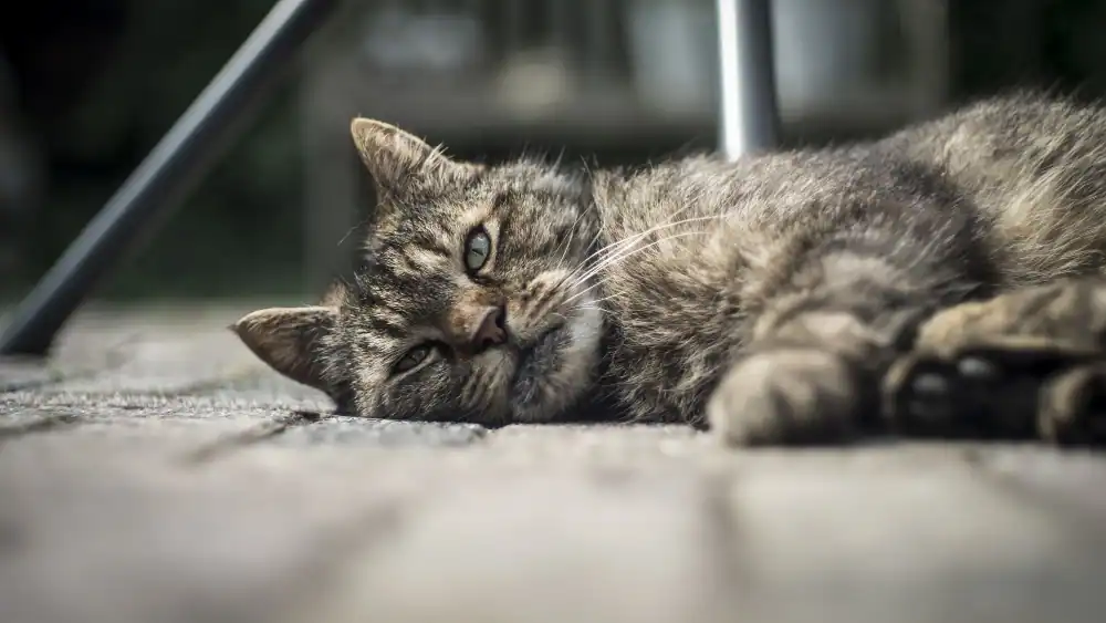 Katze mit Arthrose liegt auf dem Boden