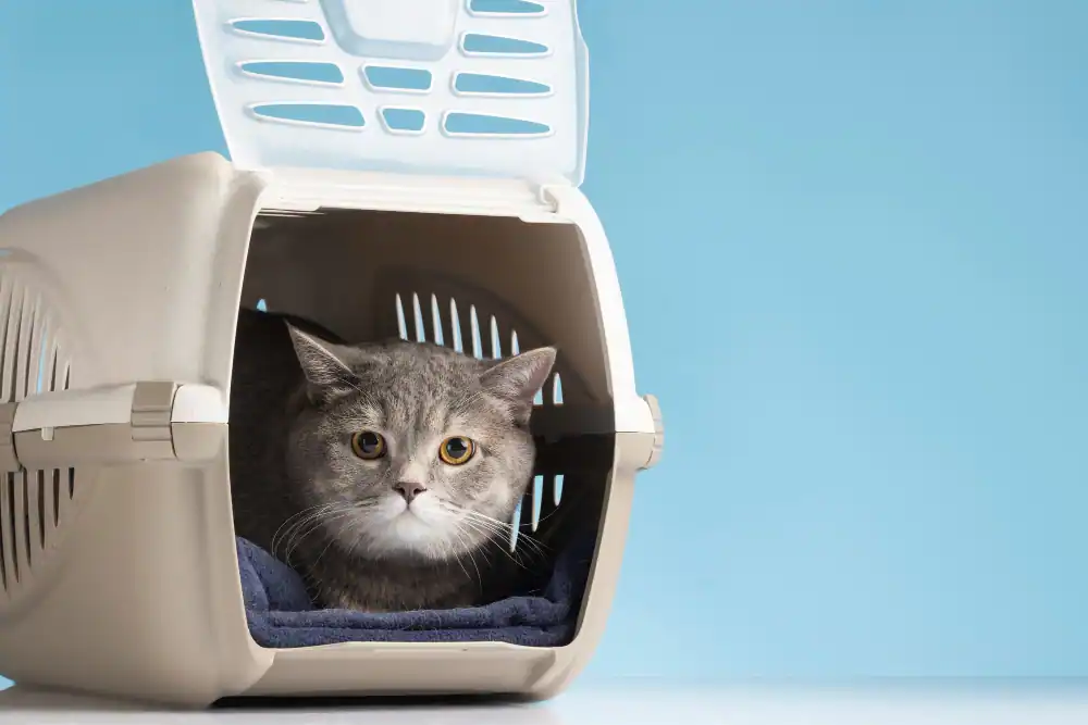 Eine mit Sedalin ruhig gestellte Katze in Transportbox