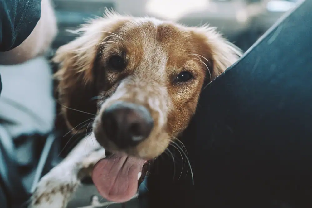 Hund blickt in die Kamera