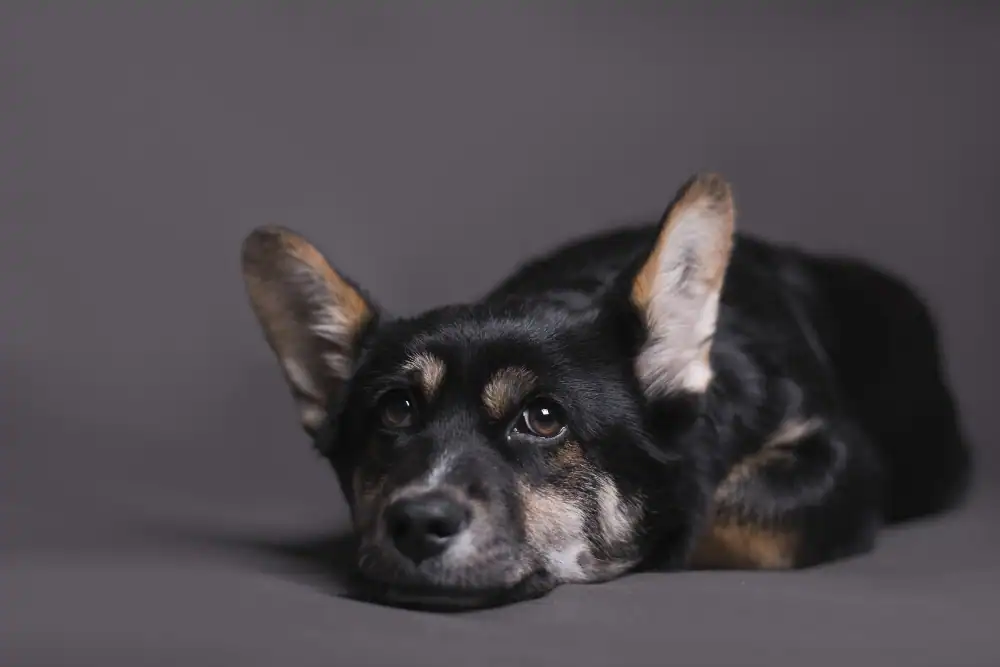 Müder Hund mit Cetirizin Nebenwirkungen