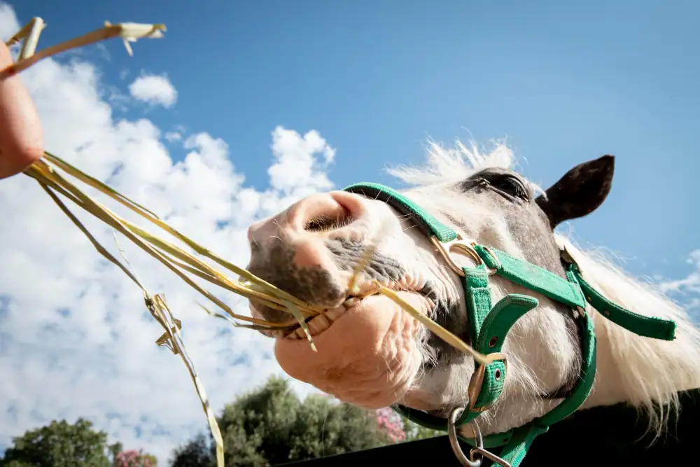 Pferd mit Hufrehe wird gefüttert mit Heu