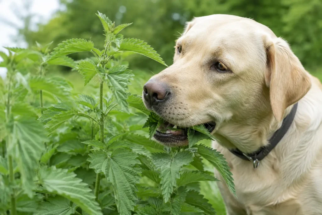 Hund frisst Brennessel