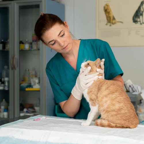 Antidepressiva für Katzen – der ultimative Ratgeber