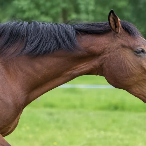 Dämpfiges Pferd