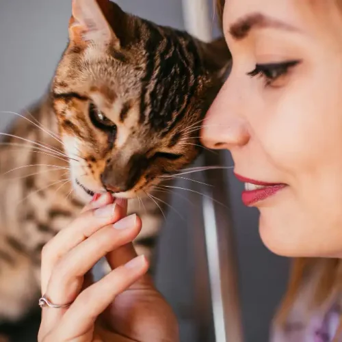 Ernaehrung Katze Krebs