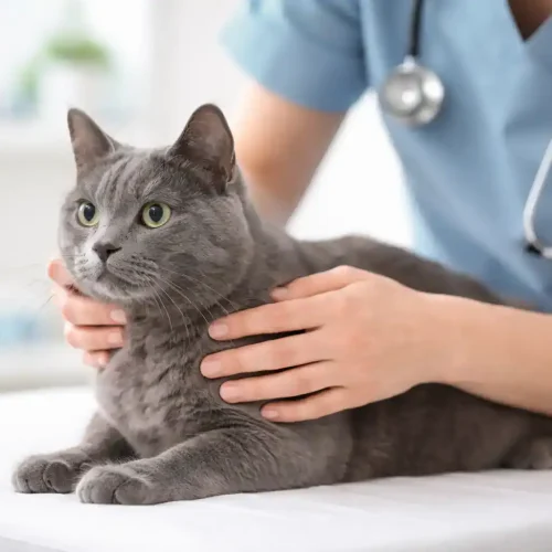 Graue Katze beim Tierarzt