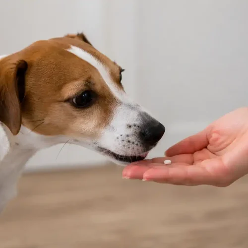 Hund bekommt Silicea Globuli