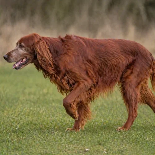 Ist Traumeel für humpelnde Hunde sinnvoll?