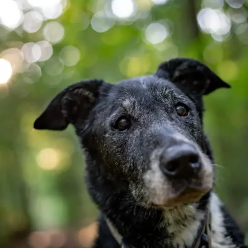 Hund mit Demenz, der eingeschläfert werden soll